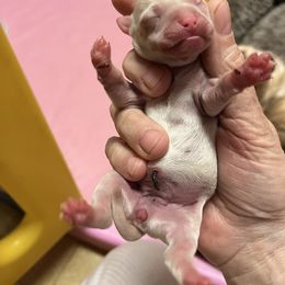 Girl 1 - Cream and white Chihuahua puppy in Matensdale, Iowa from Tammy's Chihuahuas