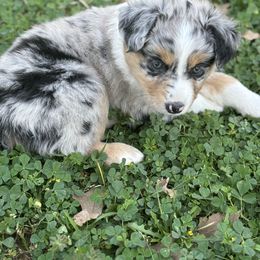 Australian Shepherd Puppies from Wigglin K Aussies