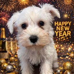 VP Green - White male Schnoodle puppy in Benson, North Carolina from A Bundle of Love