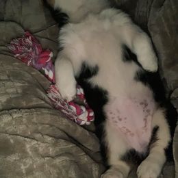 Pembroke Welsh Corgi Puppies from Twisted Little Corgis