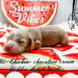 McChicken - Dapple male Dachshund puppy in Prairieville, Louisiana from Southern Barron Danes & Dachshunds