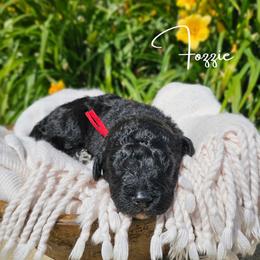 Fozzie - male Newfypoo puppy in Hardin, Kentucky from Bluegrass Newfypoos