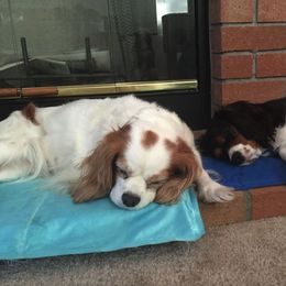Cavalier King Charles Spaniel All Grown Up from Elizabeth Kessinger