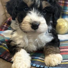 Bernedoodle Puppies from Mid-West Bernedoodles