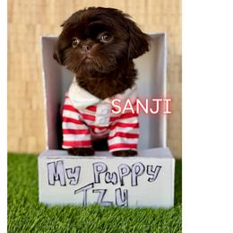 Sanji - Chocolate male Shih Tzu puppy in San Tan Valley, Arizona from My Puppy Tzu