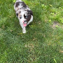 Phill - Blue merle male Miniature Australian Shepherd puppy in Phillipsburg, New Jersey from Dusty Dogs Miniature Australian Shepherds