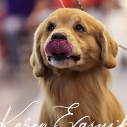 Golden Retrievers from HiCountry Goldens