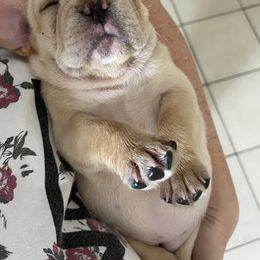 French Bulldog Puppies from MaFrenchiesBadandBoujee