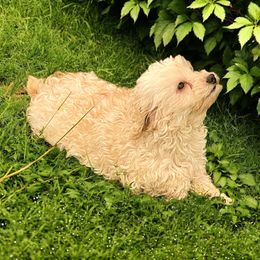 Tyler - Maltipoo