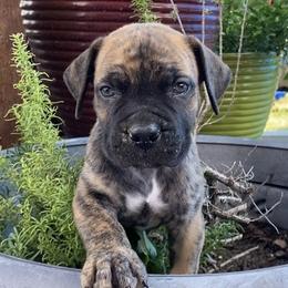 Smee - Green Collar Boy - Brindle male Boerboel puppy in Navasota, Texas from Silverthorne Boerboels