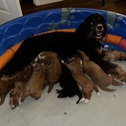 Bernedoodle puppies from Goldendoodlepuppiessc