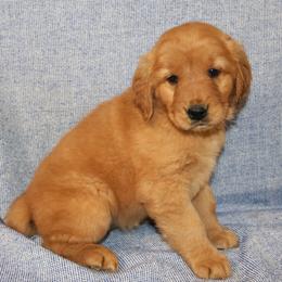 Carlotta - Golden female Golden Retriever puppy in New Weston, Ohio from Bertke AKC Golden Retrievers and Bernese Mountain Dogs