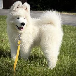 Samoyed Puppies from Subarktika Samoyeds