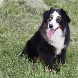 Spicy - Miniature Australian Shepherd