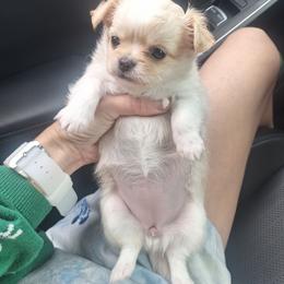 Barbie - Cream and white female Chihuahua puppy in Haines City, Florida from Kassafina Kennel