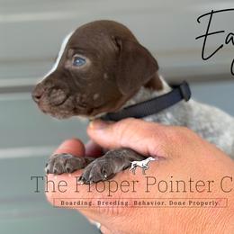 Eagle - male German Shorthaired Pointer puppy in Six Mile, South Carolina from The Proper Pointer Co.