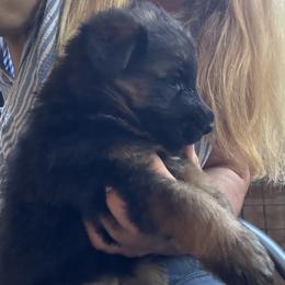 Reserved - Willa (Thanks Good Dog) - Black and red female German Shepherd puppy in Galt, California from At Redwood Runs