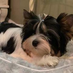 Yorkshire Terriers from Southernbelle Tiny Quality Yorkies
