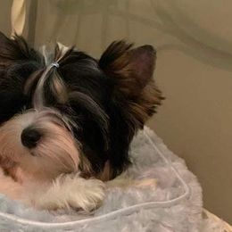 Yorkshire Terriers from Southernbelle Tiny Quality Yorkies