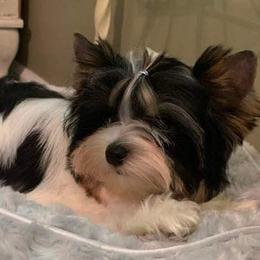 Yorkshire Terriers from Southernbelle Tiny Quality Yorkies