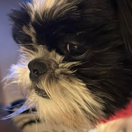Shih Tzus and Shorkies from Treasa's Pups