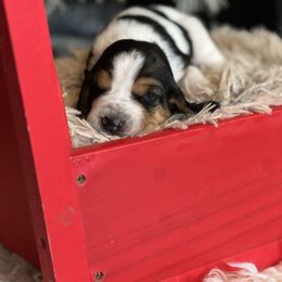 Peppermint - Black brown and white female Basset Hound puppy in Lone Jack, Missouri from Wee Little Bassets