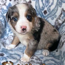 Winton - Blue merle male Miniature American Shepherd puppy in Millington, Tennessee from Goading Glee Glade