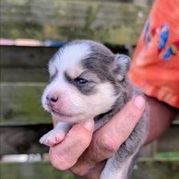 Aura (blue) - 2500 - Blue female Pomsky puppy in Spring Hill, Florida from www.PuppyTimeEmporium.com