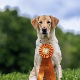 Millie - Labrador Retriever