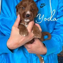 YODA - Red  male Goldendoodle puppy in Minneapolis, Minnesota from The Golden Roo