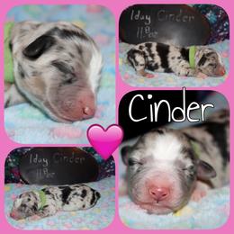 Cinder - Blue merle female Australian Shepherd puppy in Levelland, Texas from Once Upon a Time Aussies