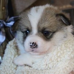 Filbert - Sable male Pembroke Welsh Corgi puppy in Purcellville, Virginia from Rhone River Farm Pembroke Welsh Corgis
