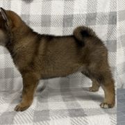 Girl 2 - Shikoku puppy from Kiseki No Yama