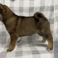 Girl 2 - Shikoku puppy from Kiseki No Yama