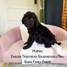 Muffins English Teddybear - Black female Goldendoodle puppy in Grove, Oklahoma from Guinn Family Farms