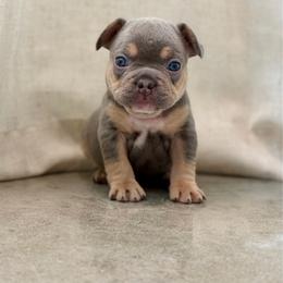 Black - Tricolors male French Bulldog puppy in Wagoner, Oklahoma from Frenchie Frys