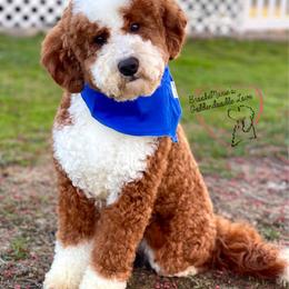 Koda - Goldendoodle