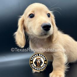 Parker - 3500 - Cream male Dachshund puppy in Houston, Texas from Texas Regal Dachshunds LLC