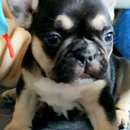 French Bulldog Puppies from Metro Frenchies
