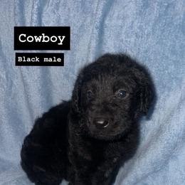 Cowboy - Gray male Weimaraner puppy in Payson, Arizona from Desert skyes weims