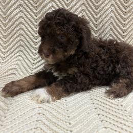 Nala - Red phantom female Aussiedoodle puppy in Rainbow City, Alabama from Creek Bend Farm