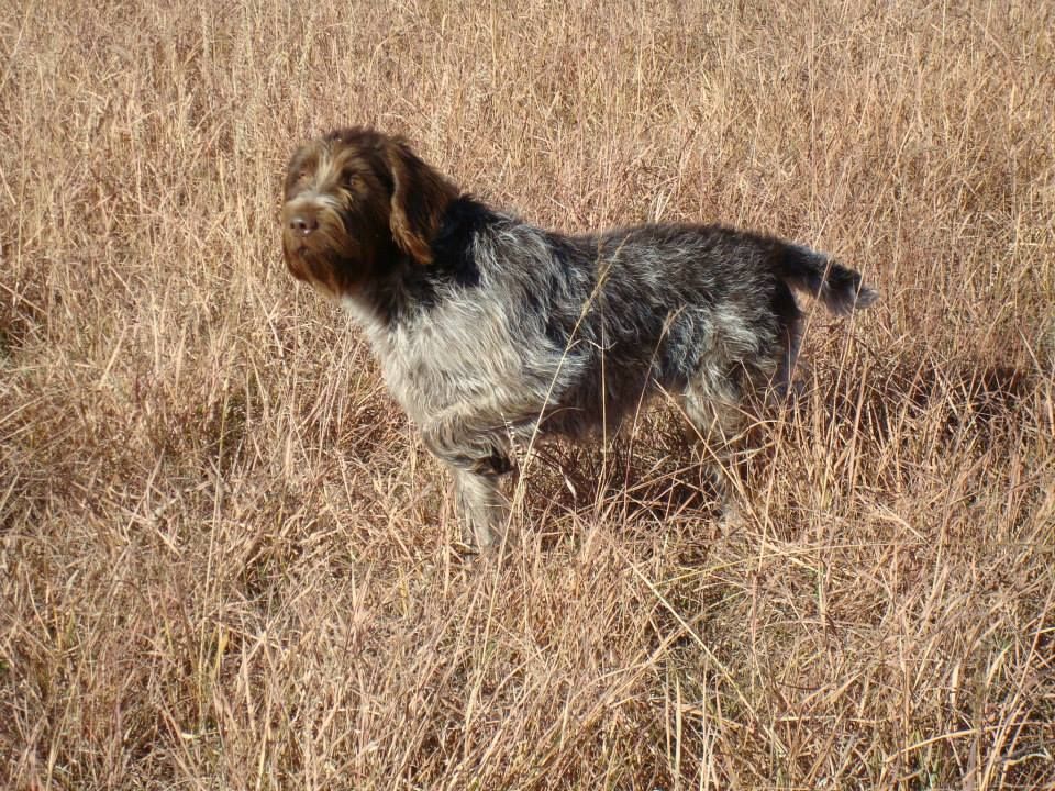 Aux lake clearance kennels