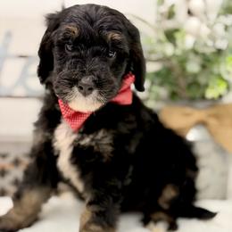 Mr. Slushie - Tri-color male Bernedoodle puppy in Hegins, Pennsylvania from Bubbling Springs Doodles, LLC