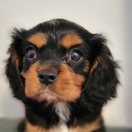 Cavalier King Charles Spaniel and Old Time Scotch Collie Puppies from Pleasant Meadows