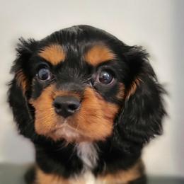 Cavalier King Charles Spaniel and Old Time Scotch Collie Puppies from Pleasant Meadows