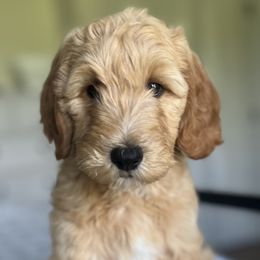 Boy 3 - Apricot Goldendoodle puppy in Virginia from The Doodle Homestead