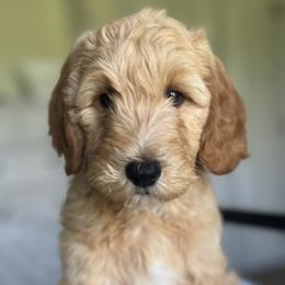 Boy 3 - Apricot Goldendoodle puppy in Virginia from The Doodle Homestead