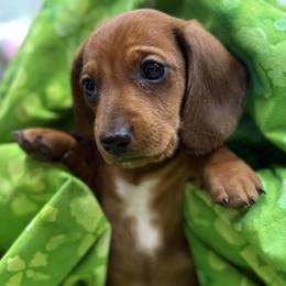 Red boy white toe - Red male Dachshund puppy in Xenia, Ohio from Kuhbander Stable Llc