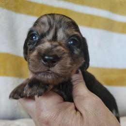 Girl 4 - Dapple female Dachshund puppy in Clayton, Indiana from Love Struck Miniature Dachshunds