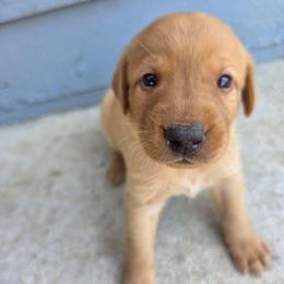 Light Blue Girl - Yellow female Labrador Retriever puppy in Elk Grove, California from Labrador Trails